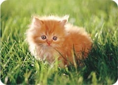 kitten[1]